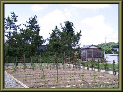 小規模多機能型居宅介護事業所　ももの木の写真4枚目：