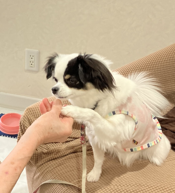 アプルール鵠沼の写真