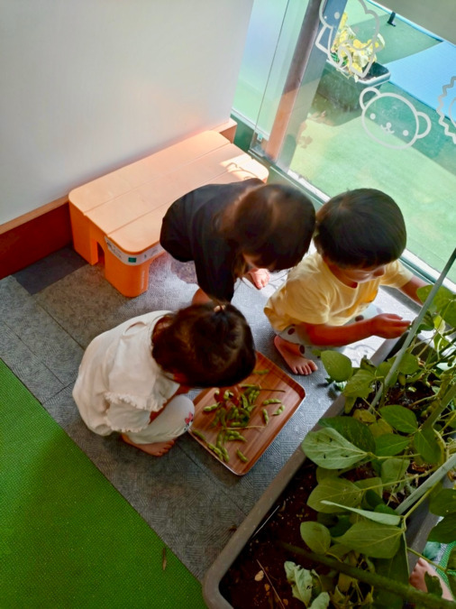 学びメイク保育園（保育士の求人）の写真4枚目：種から育てたえんどう豆の収穫！猛暑が続いたので涼しい玄関に運んで行いました。