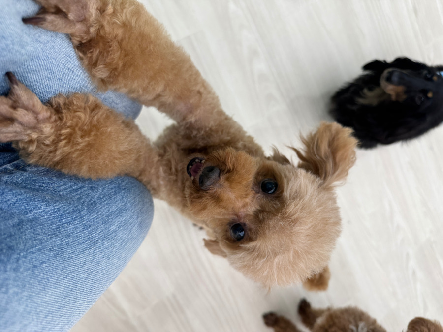 保護犬保護猫ふれあい＆カフェ ANELLA CAFÉ西宮店【2025年04月オープン】（サービス管理責任者の求人）の写真4枚目：