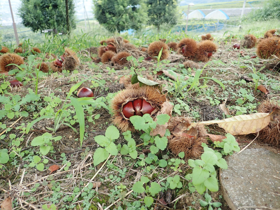 認定こども園岩槻ひかりの写真11枚目：
