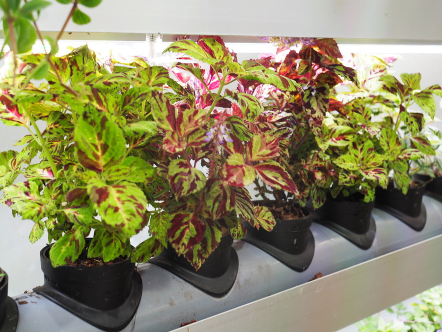 就労継続支援B型事業所アルコ【2026年03月オープン予定】（サービス管理責任者の求人）の写真10枚目：