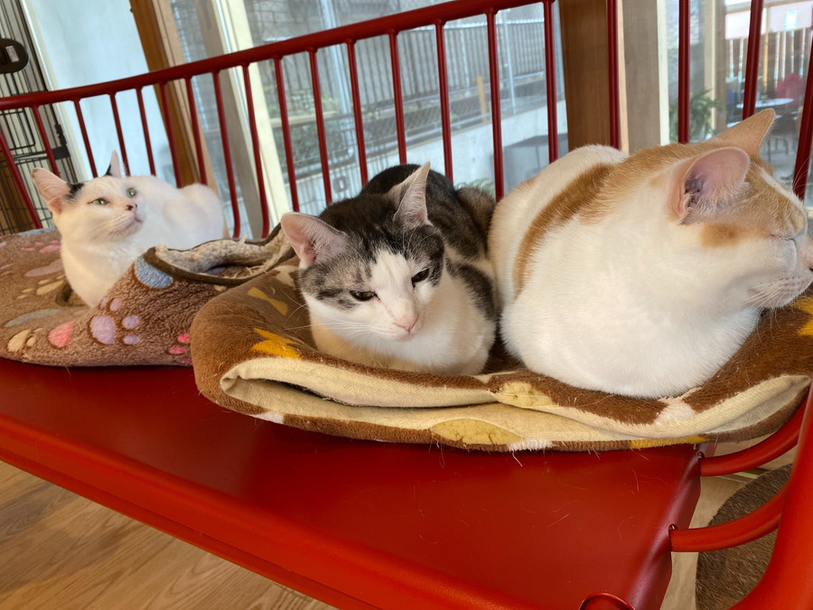 生活介護施設・アトリエカフェキズナの写真3枚目: