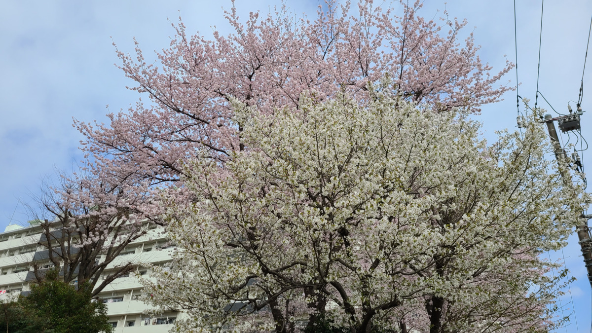 居宅介護支援事業所ひよりの写真2枚目：隣接するドリームハイツの桜