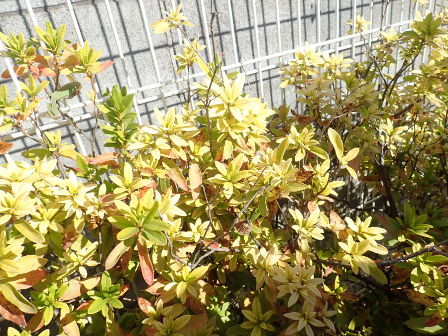 認定こども園岩槻ひかり（保育士の求人）の写真16枚目：