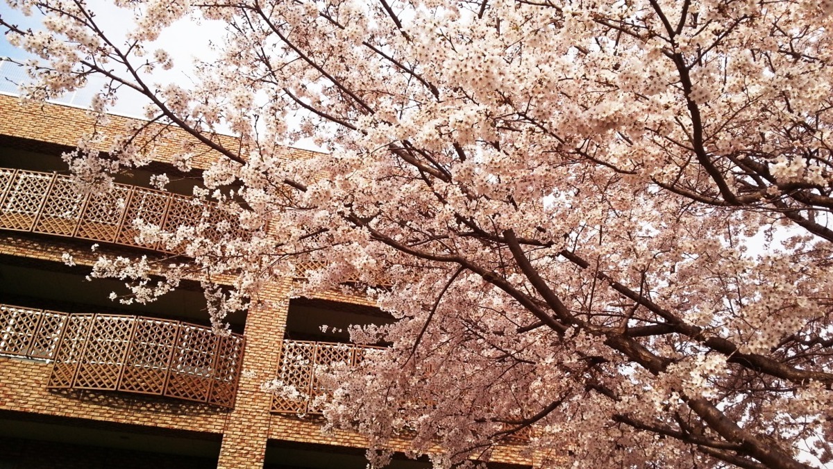 特別養護老人ホームほまれの家【デイサービス】の写真2枚目: