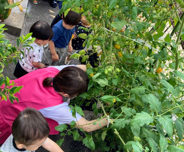 あじや保育園Anera～アネラ～（保育士の求人）の写真7枚目：食育活動にも取り組んでいます