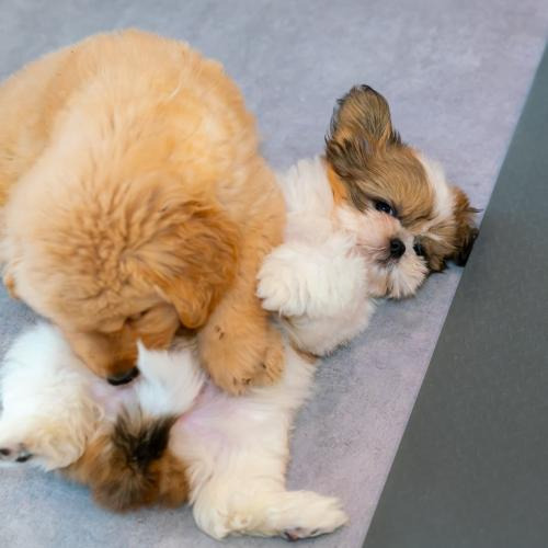 ANELLA CAFE (アネラカフェ) 富士店【2025年12月オープン予定】(サービス管理責任者の求人)の写真4枚目: