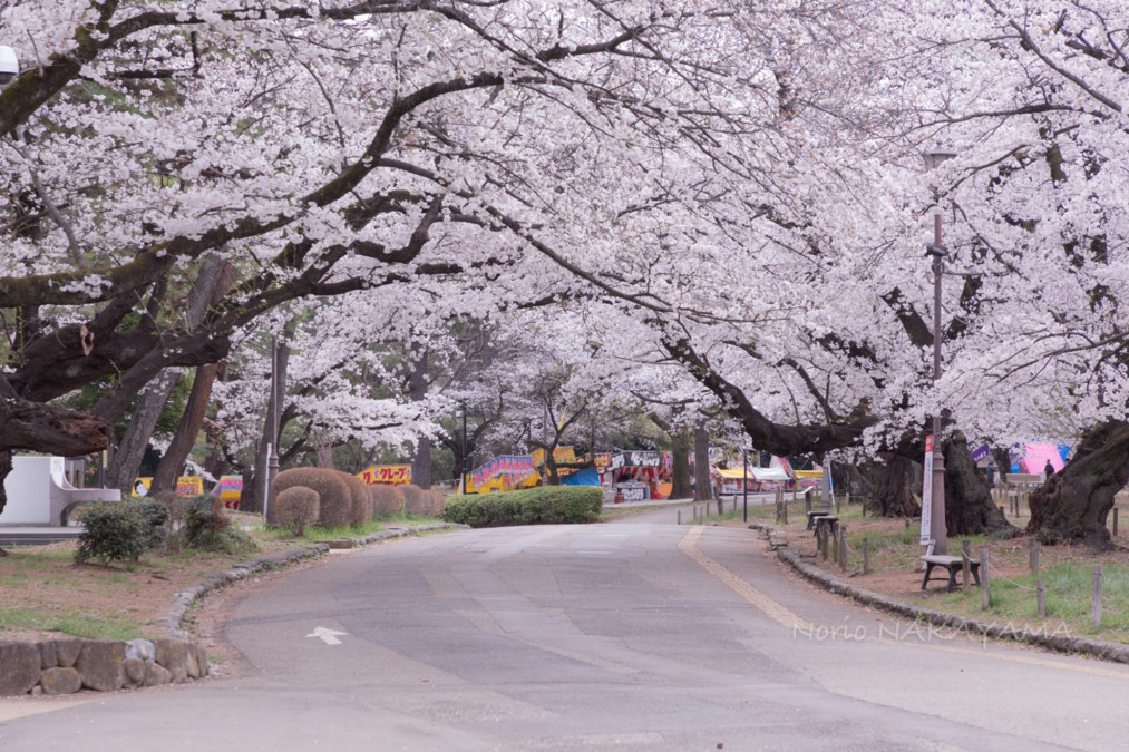 コモレアの家【2025年11月01日オープン予定】の写真8枚目：大宮公園がすぐ近くにあります！春は桜がきれいです。