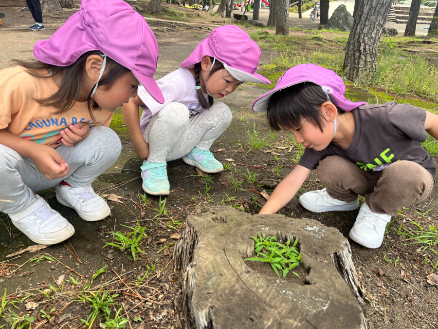 ピノキオ幼児舎　茅ヶ崎保育園の写真5枚目：