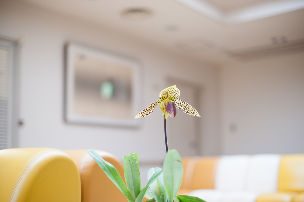 垣田病院（作業療法士の求人）の写真2枚目：植物と絵画が彩る館内。