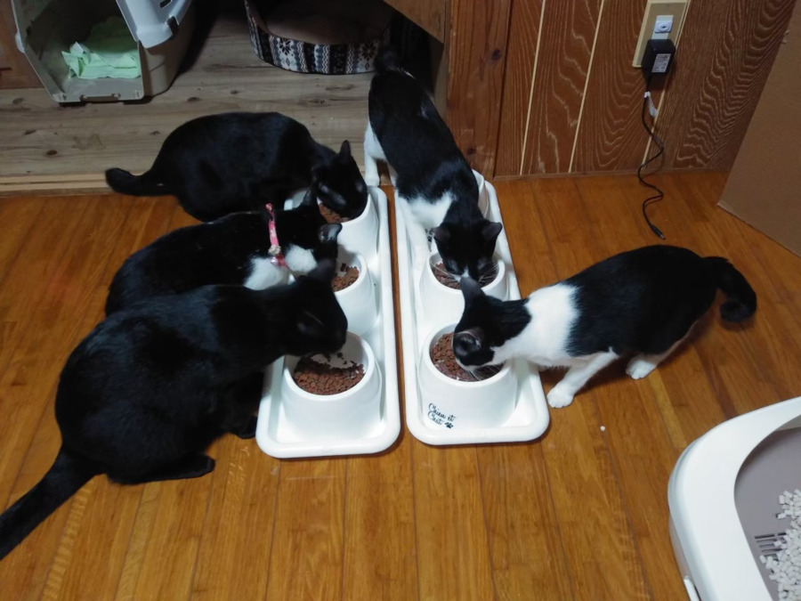 就労継続支援事業所B型 「猫雑貨&カフェ fukufuku」の写真3枚目: