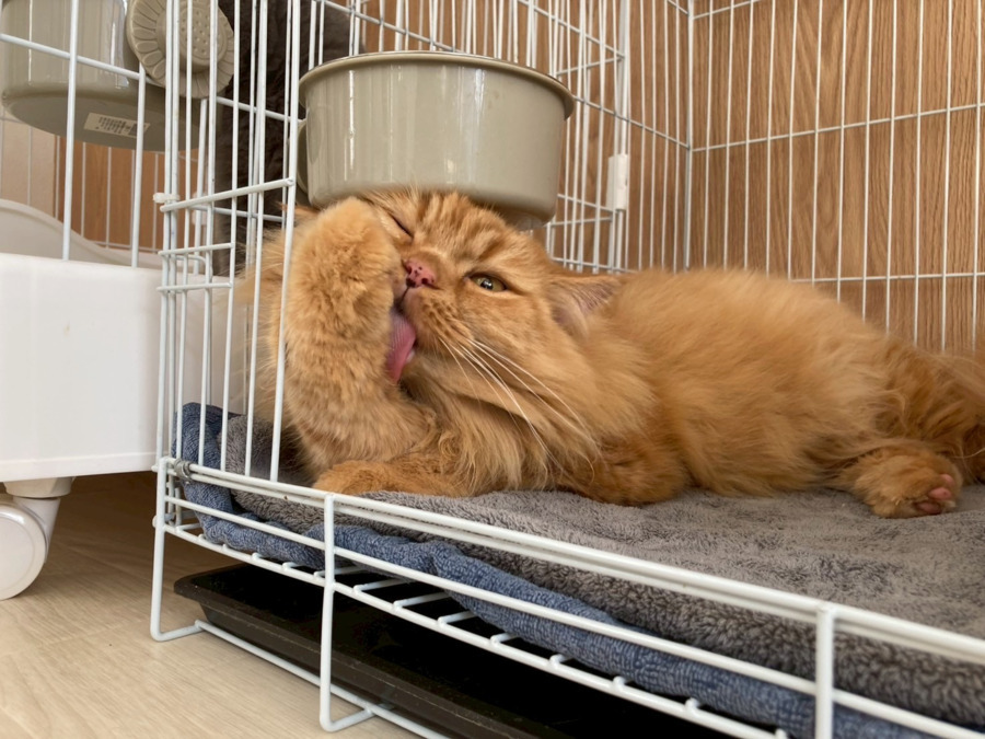 保護犬保護猫ふれあい＆カフェ ANELLA CAFÉ西宮店【2025年04月オープン】（サービス管理責任者の求人）の写真3枚目：