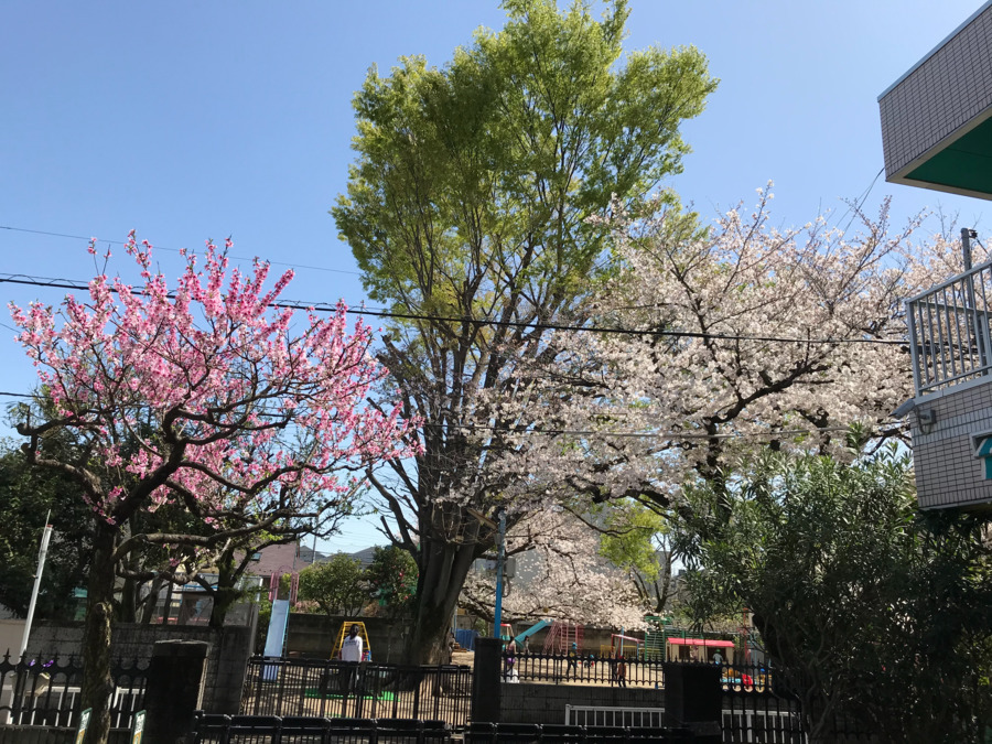 ひばり幼稚園の写真4枚目：新学期が始まる4月。桜が咲きピンク色の幼稚園に染まります。