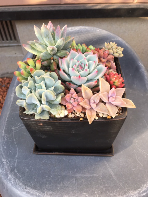 シンビオーシス牛久の写真2枚目：利用者さんの作業：多肉植物寄せ植え