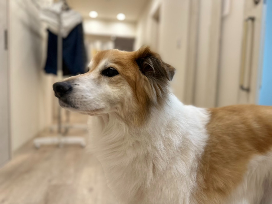 障がい者グループホーム てとてとグループホーム塚田の写真2枚目：犬好きの方にピッタリです