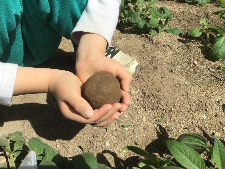 幼保連携型認定こども園 ニコニコ桜保育園（保育士の求人）の写真31枚目：きれいにできました、泥団子です