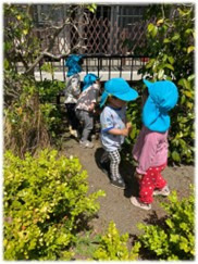 ほっぺるランド西八王子（保育士の求人）の写真2枚目：いつもの公園で…
垣根に入ってかくれんぼの真っ最中です。
