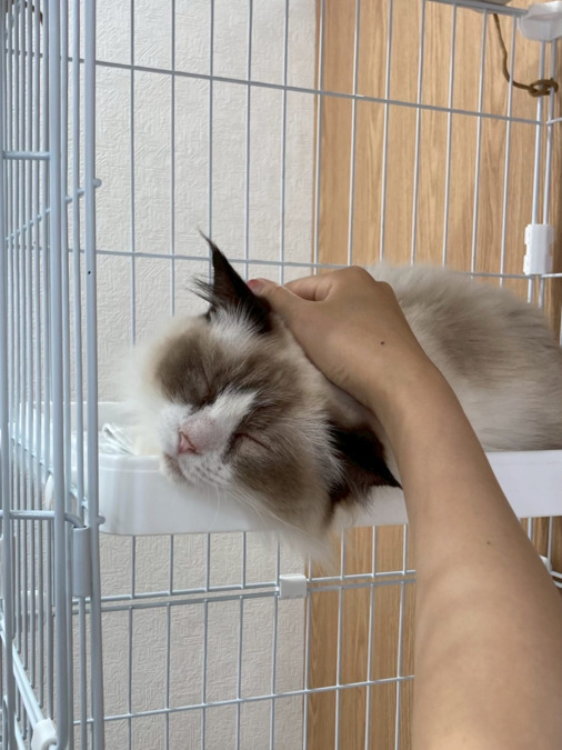 保護犬保護猫ふれあい＆カフェ ANELLA CAFÉ西宮店【2025年04月オープン】（サービス管理責任者の求人）の写真5枚目：