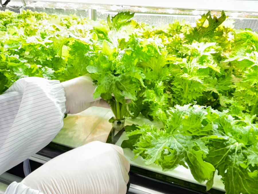 つばさ牛久駅前の写真6枚目: