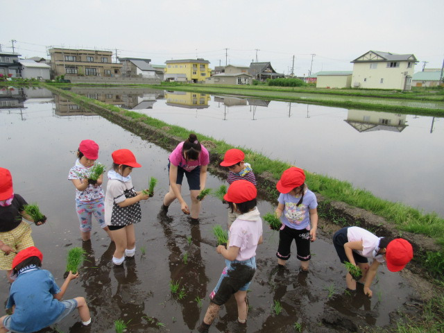 学校法人三宝学園認定こども園あすなろ幼稚園の写真2枚目：お米になる苗を植えてます。　泥がヌルっとしてる。
