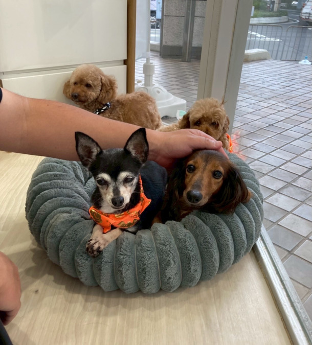 保護犬保護猫ふれあい＆カフェ ANELLA CAFÉ西宮店【2025年04月オープン】（サービス管理責任者の求人）の写真6枚目：