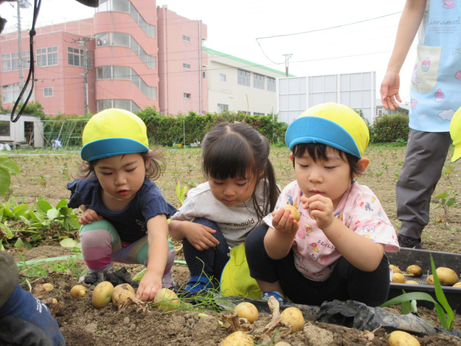 大増のぞみ保育園の写真6枚目：園庭の隣の畑にすぐ行けるので、ジャガイモ、大根など、いろんな野菜の収穫できます。
