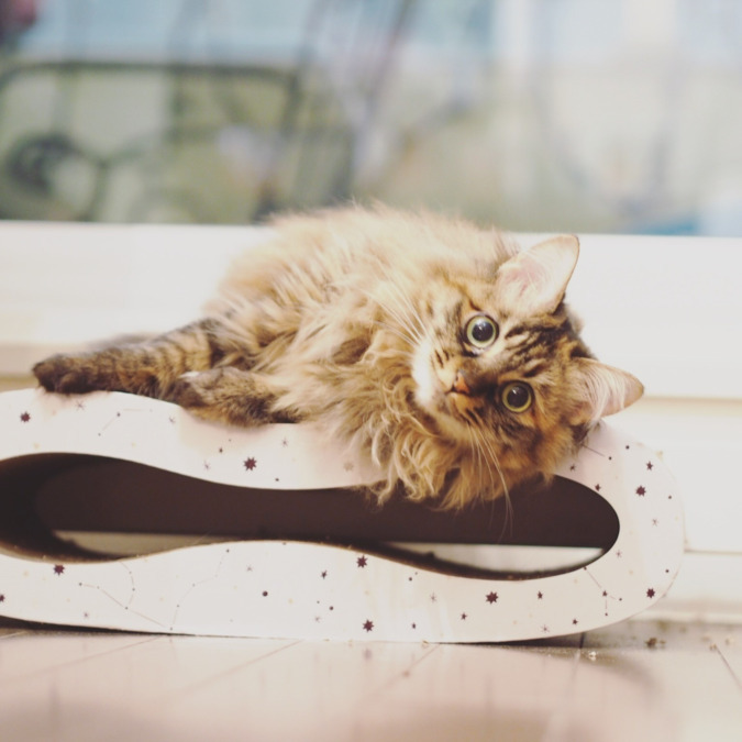 就労支援B型事業所 海猫ぴりかの写真