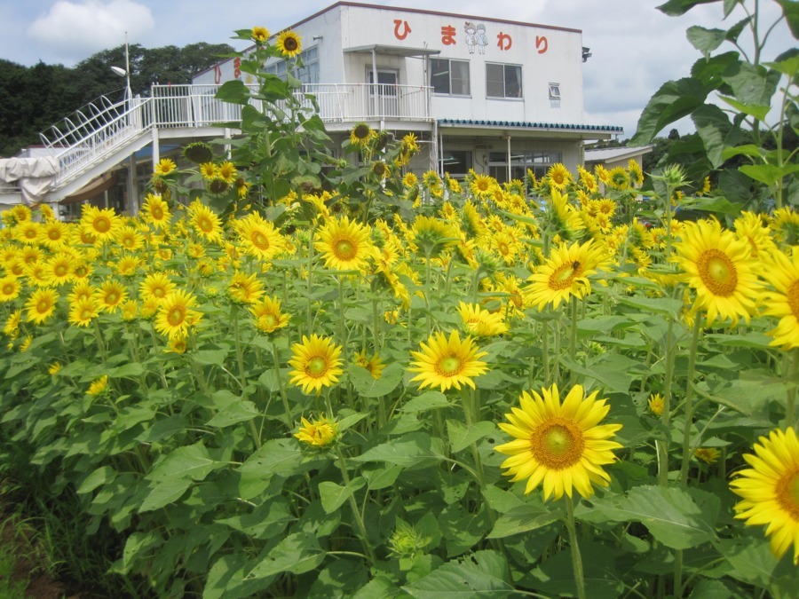 社会福祉法人ひまわり福祉会　ひまわりこども園（管理栄養士/栄養士の求人）の写真4枚目：