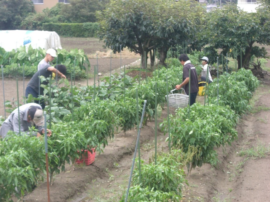 八重田ファームの写真7枚目:
