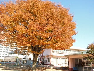 若松すずみ保育園の写真2枚目：