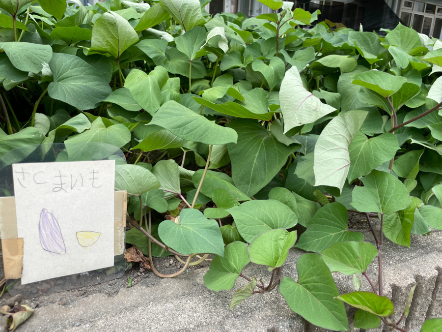大田区立矢口第二保育園(公設民営)(保育士の求人)の写真10枚目: