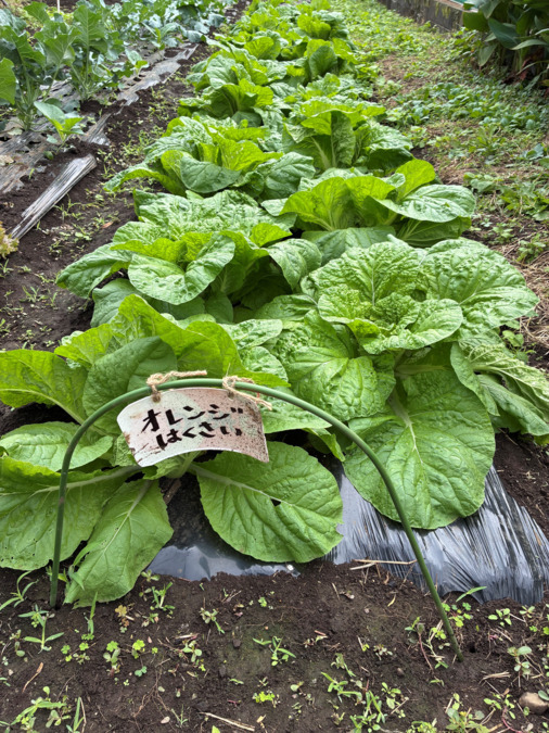宝陽幼稚園（幼稚園教諭の求人）の写真10枚目：