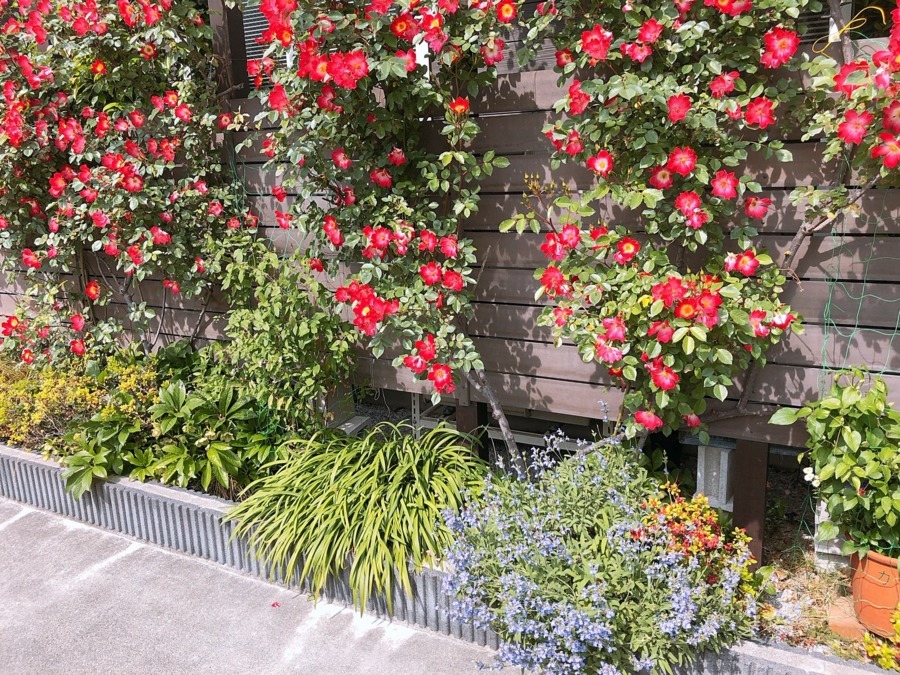 医療法人桜樹会　カオス歯科の写真2枚目：外壁面にバラを誘引　初夏にむけての5～6月は見頃でキレイ
