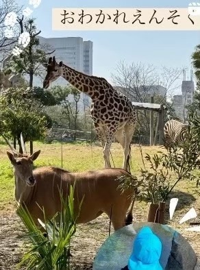 企業主導型保育　いんくるーじょん保育園 久宝寺保育園（保育士の求人）の写真11枚目：久宝寺🍀親子参加型のおわかれ遠足🐑🐘🦒