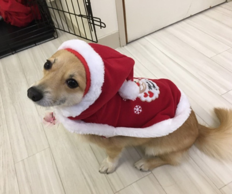 しっぽの家 泉の写真5枚目: