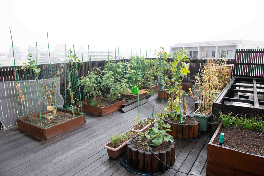 ケアハウスこまち墨田館（介護職/ヘルパーの求人）の写真3枚目：施設の屋上には菜園があり、お客様と一緒にお世話や収穫を楽しんでいます♪