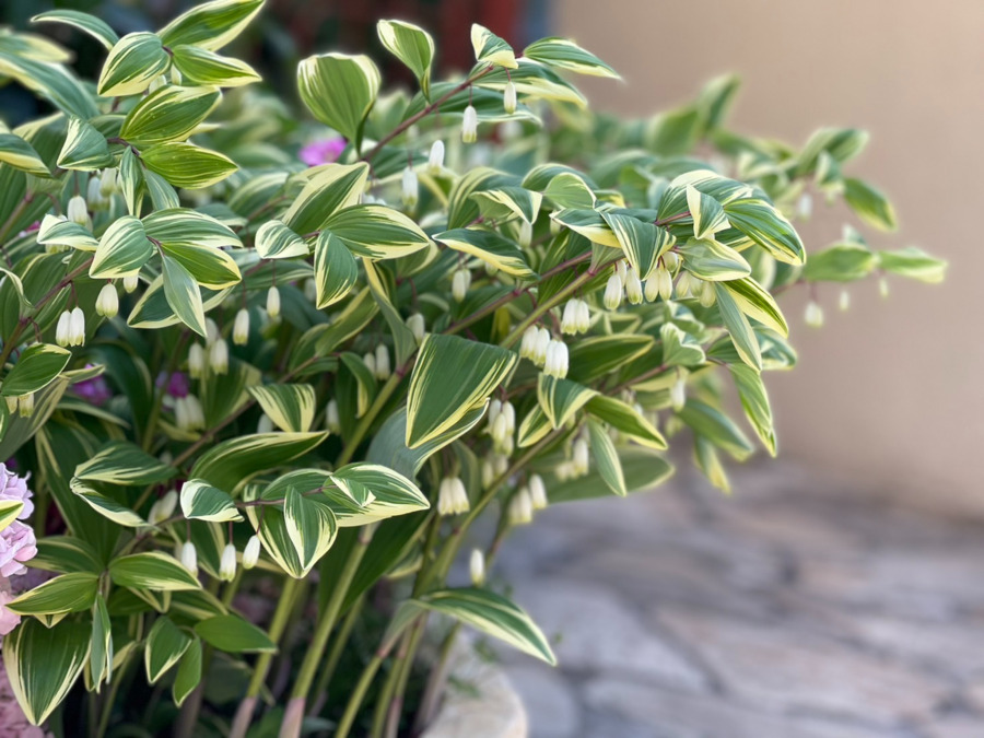 BabyOne(保育士の求人)の写真6枚目:庭には季節の草花があり、子どもたちは庭でも四季を感じながら成長します。