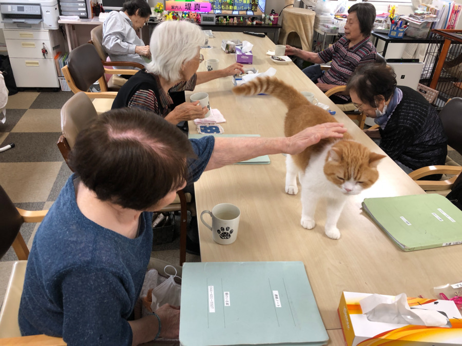 猫のいる家（介護職/ヘルパーの求人）の写真5枚目：