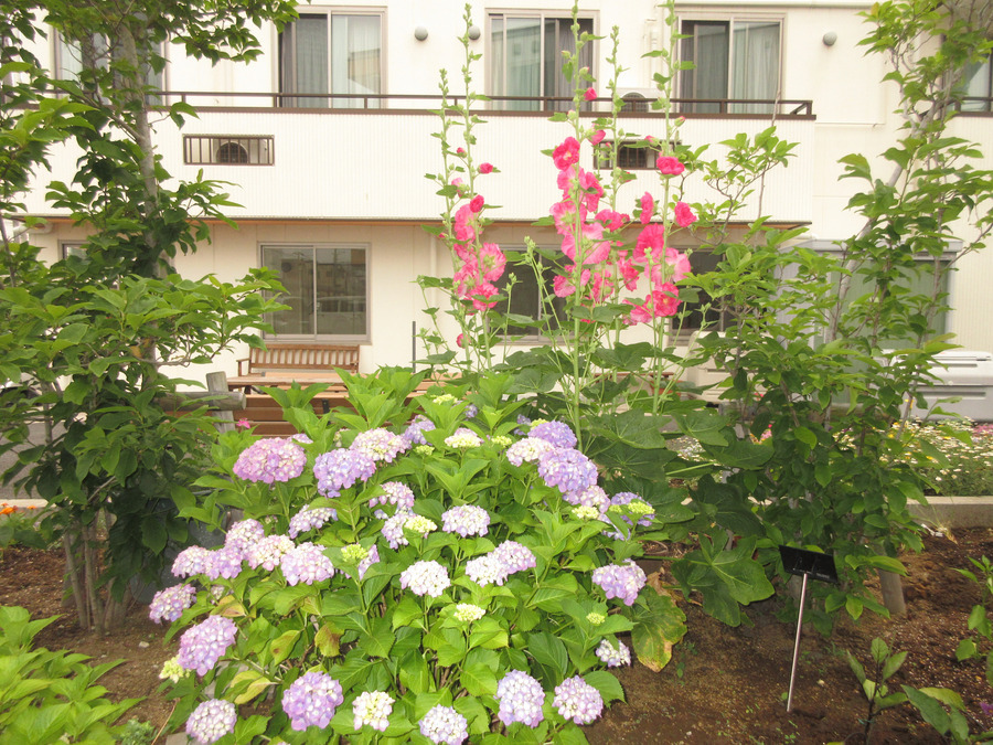 花物語こうなん(介護職/ヘルパーの求人)の写真8枚目:庭の花々