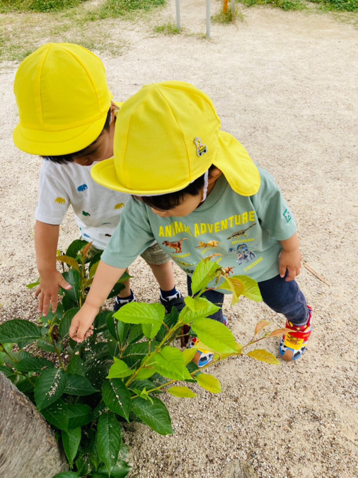 あじや保育園Anera～アネラ～の写真6枚目：お散歩でも楽しい発見が沢山！子どもたちの興味にしっかり寄り添えます。