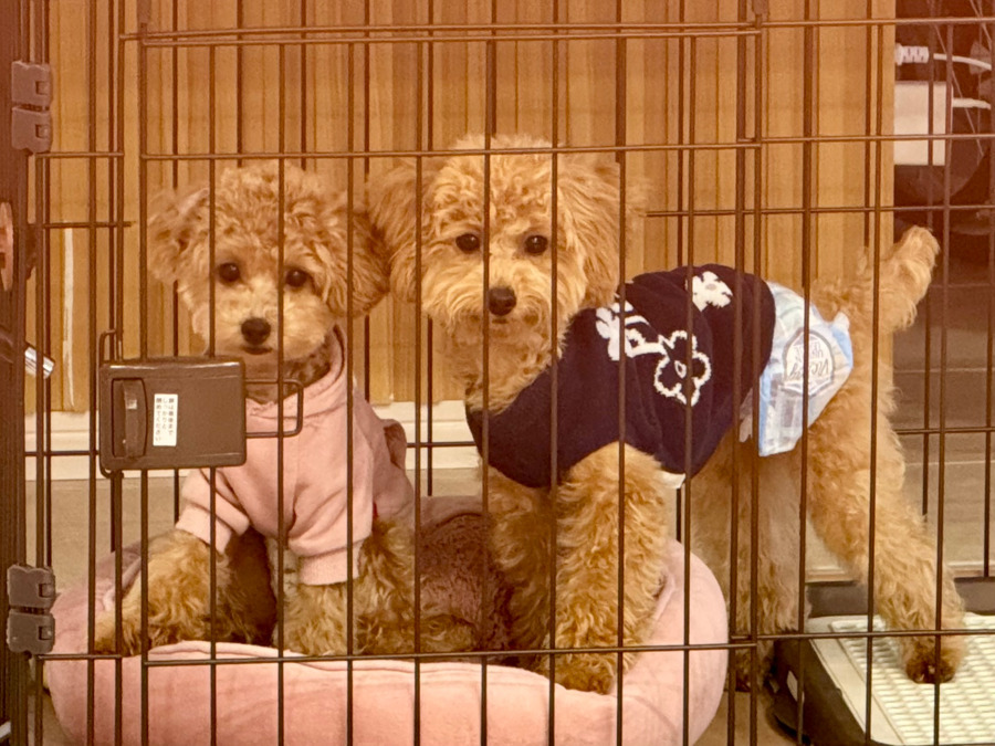 看護小規模多機能　よつばの写真2枚目：