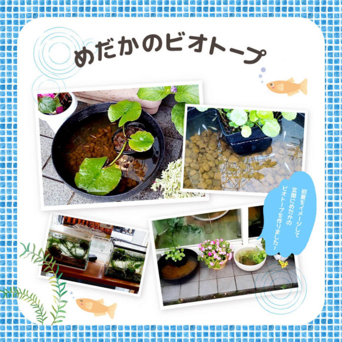 多機能型事業所ちゅらうみの写真5枚目：様々な種類のメダカを飼ってみんなでお世話をしています。