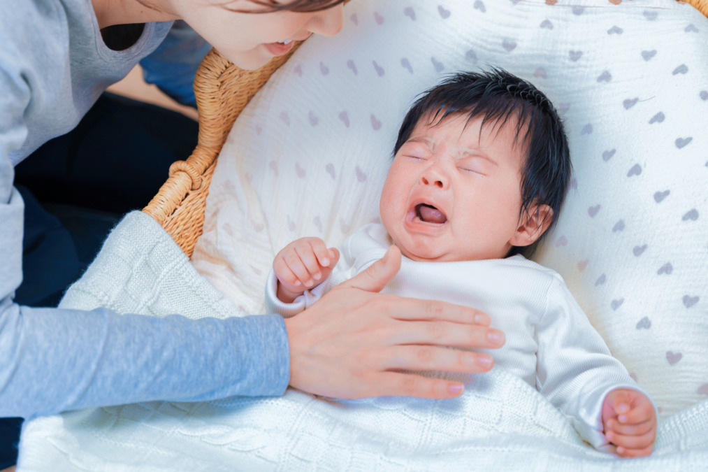 リリットの写真