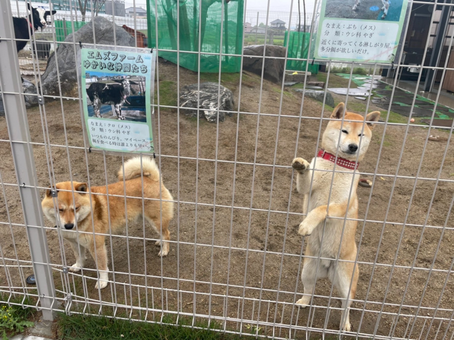 Ｙくまーず未来Kazaoka津島（言語聴覚士の求人）の写真4枚目：人懐っこい柴犬もお出迎えしてくれます。