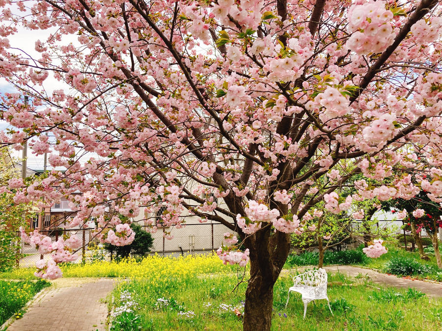 クラシックレジデンス江戸川台の写真38枚目：裏庭の桜が満開です！