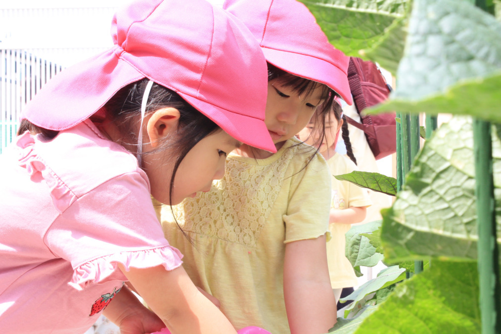 ニチイキッズ国分寺ひよし保育園の写真7枚目：育てている野菜に水やり。食育を通して、自分たちが食べているものへの興味を深めます