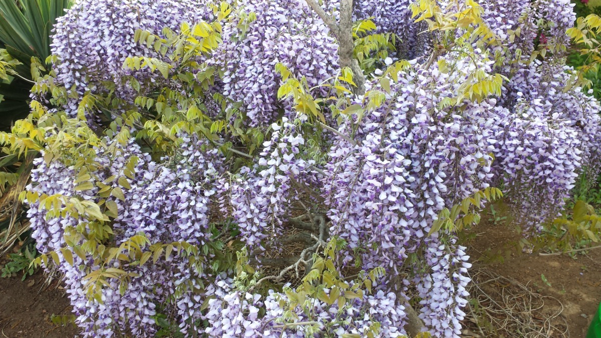 あかつき保育園の写真4枚目：園庭にはきれいな花が咲いています