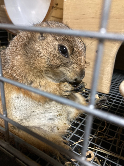 Blue Internationalの写真3枚目：プレーリードッグです！
ご飯を食べる姿がとても癒されます！