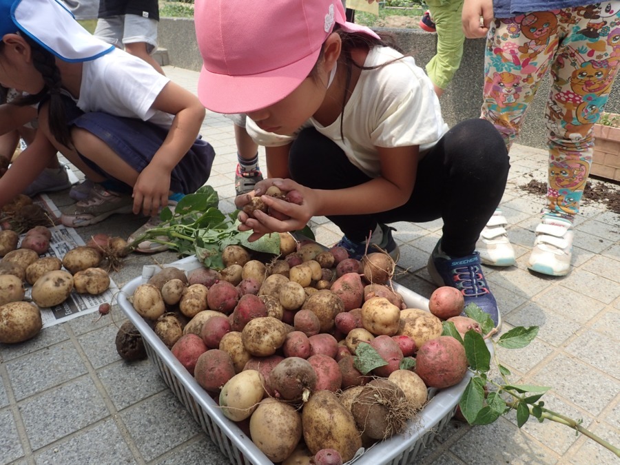幼保連携型認定こども園 ニコニコ桜保育園（保育士の求人）の写真5枚目：分園（夙水園）の畑で収穫したジャガイモです。